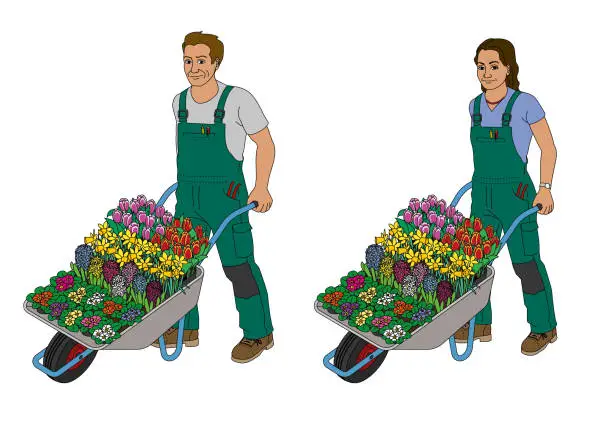 Vector illustration of Gardener with wheelbarrow, tulips, hyacinths, primroses and narcissus