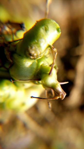 istock amazing desert plant macro closeup 1999913475