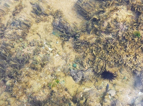 Echinoidea in a natural pool on the coast of Bahia, Brazil.