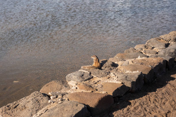 An African squirrel in the unique landscapes of Fuerteventura, Canary Islands. Witness its playful antics and share a moment with this delightful creature in its natural habitat