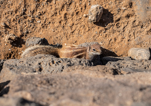 An African squirrel in the unique landscapes of Fuerteventura, Canary Islands. Witness its playful antics and share a moment with this delightful creature in its natural habitat
