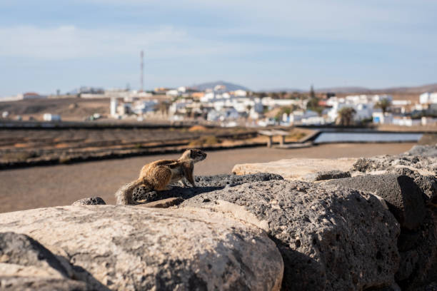 An African squirrel in the unique landscapes of Fuerteventura, Canary Islands. Witness its playful antics and share a moment with this delightful creature in its natural habitat