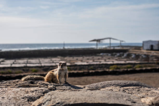 An African squirrel in the unique landscapes of Fuerteventura, Canary Islands. Witness its playful antics and share a moment with this delightful creature in its natural habitat