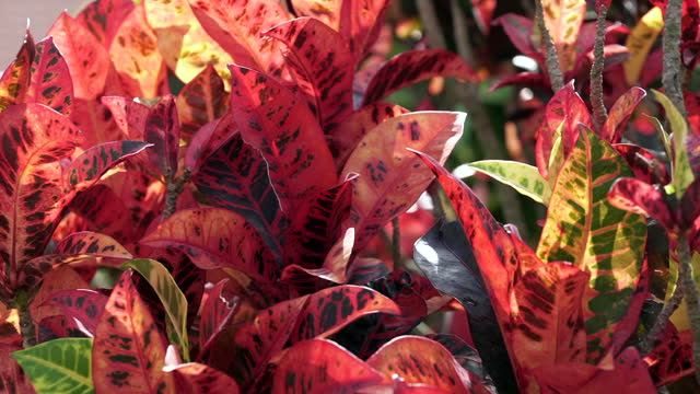 Beautiful red and green foliage on a bush in a lush tropical garden in a public park, backlit by the warm afternoon sun