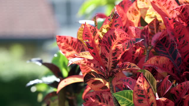 Beautiful red and green foliage on a bush in a lush tropical garden in a public park, backlit by the warm afternoon sun