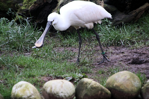 A view of a Spoonbill at Martin Mere Nature Reserve