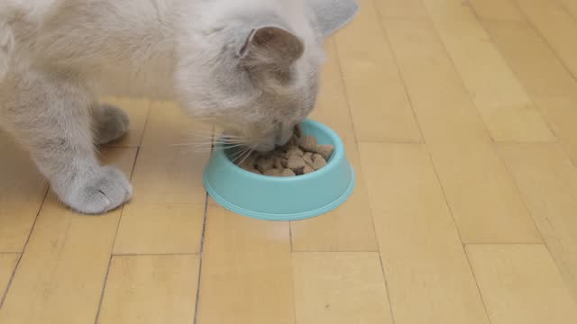 cat eats dry food from bowl, side view, slow motion