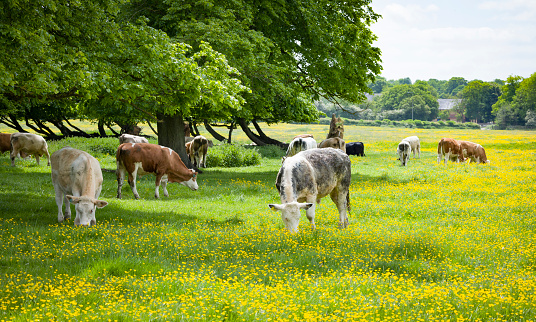Herd of cows in a field of meadow buttercups. Stony Stratford nature reserve, Milton Keynes, UK
