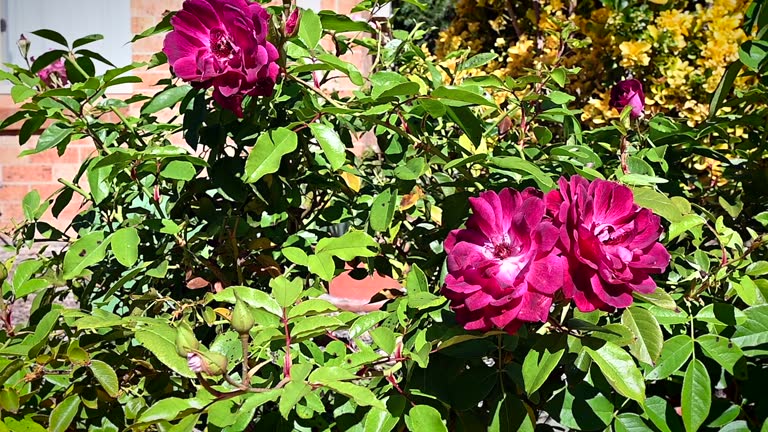 Roses bloom in the full sun during the springtime in a landscaped garden bed