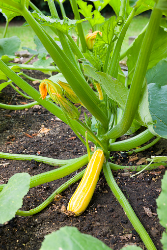 Yellow courgette (zucchini) plant Sunstripe growing in a vegetable garden, UK