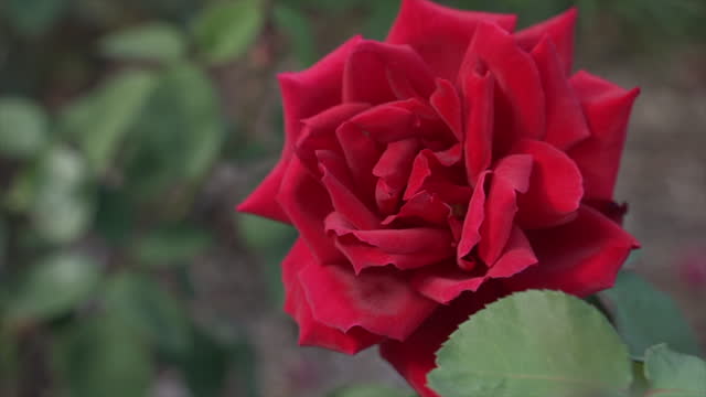 A beautiful red rose in full bloom during the springtime, a symbol of romance and love