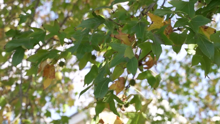 Green leaves turning yellow among the lush foliage of a sycamore tree in the summer, with seed pods ready to fall from the branches swaying in the wind.