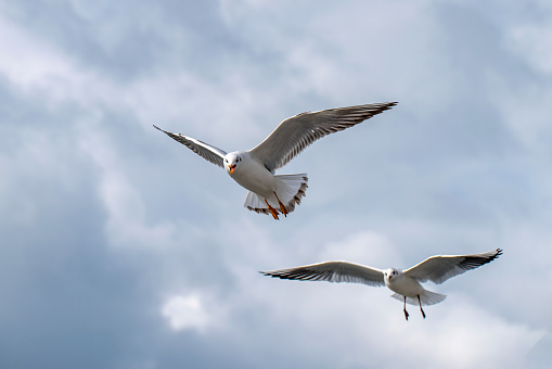 Two seagulls soaring in the sky