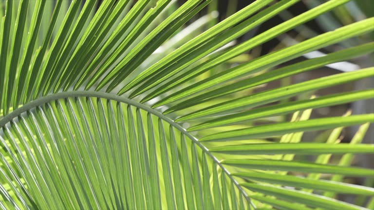 Lush green palm leaves swaying in the wind on a bright sunny day on a tropical island, camera moves left to right.