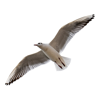 Soaring seagull, isolated on white background