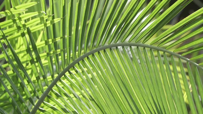 Lush green palm leaves swaying in the wind on a bright sunny day on a tropical island, camera moves right to left.