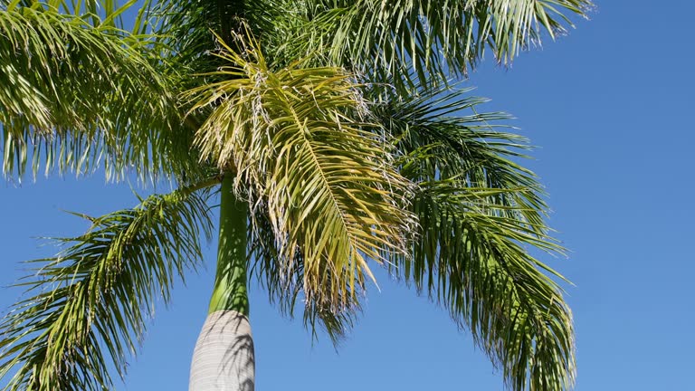 Low angle, close up, tilting up on a tropical palm tree in the bright sun against a blue sky background