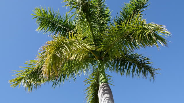 Low angle rotating close up of a tropical palm tree in the bright sun against a blue sky background