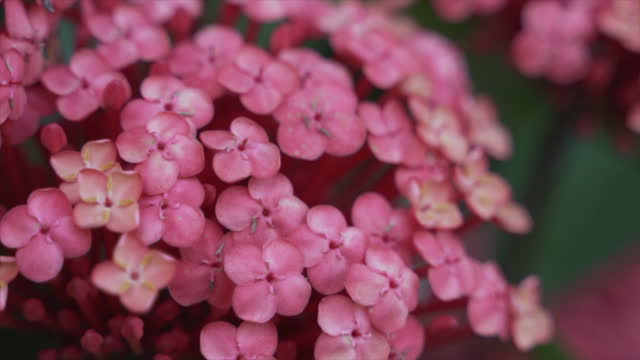 Close up of beautiful pink flowers on a hydrangea in the soft afternoon light in a landscaped garden bed.