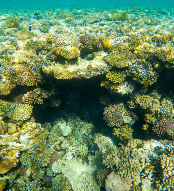 istock Coral reef under sea water. 1999971294