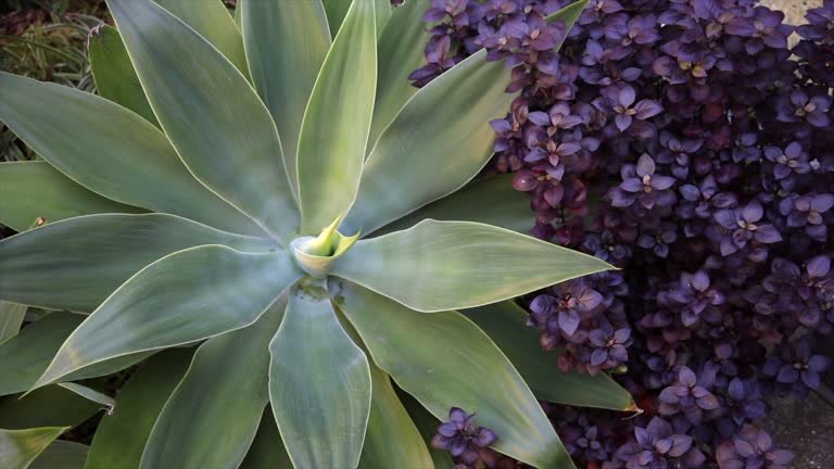 A large Agave plant in perfect condition with the contrasting leaves and foliage of the Purple Prince hedge in a beautifully landscaped garden.