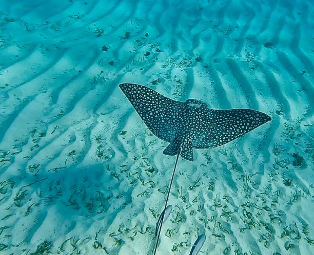 Clear Waters Spotted eagle ray in the Grenadines tobago cays stock pictures, royalty-free photos & images
