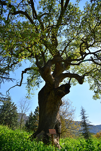 Monumental Trees in Bilecik, Turkey are generally more than 500 years old.