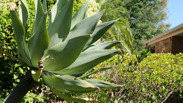A giant Agave plant as a garden feature beside a beautifully trimmed hedge on a bright summer day