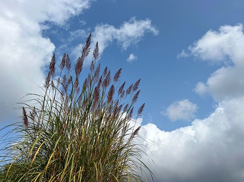 Sky, clouds and plume grass.