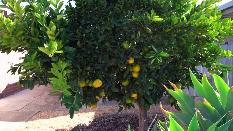 Fresh juicy oranges growing on a citrus tree with lush green leaves in a home garden, the nutritious fruit ripening in the bright sun