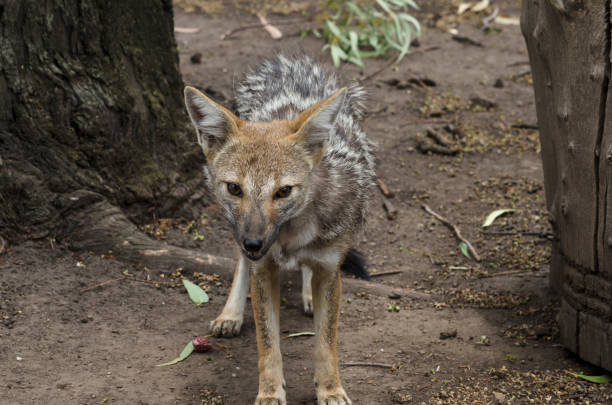 little gray fox walking on the mountain. patagonia fox
