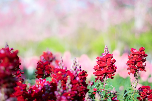 Pink Sweetpea (Lathyrus odoratus) Blossom Close-up Photography