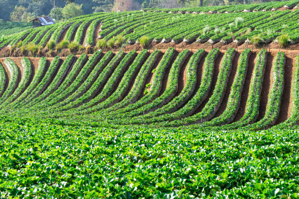 istock strawberry farm fruit on the mountain nature 2000040496
