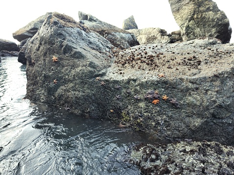 The picture shows a rocky coastal scene. Jagged, gray rocks of various shapes and sizes dominate the image, with some large boulders towering in the background. The rocks appear weathered and mossy, indicating they are often in contact with water. The surfaces of the rocks that are exposed to the air have patches of orange starfish clinging to them, adding a splash of color to the otherwise muted tones of the rock. The water surrounding the rocks is calm and dark, suggesting some depth, and it looks to be at low tide, as the waterline on the rocks indicates that they are usually partially submerged. The sky is not visible; hence the lighting is even, soft, and there's no direct sunlight, which gives the image a serene and somewhat somber ambiance.
