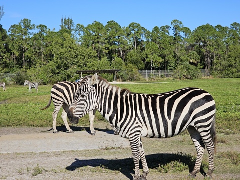 The picture features a grassy enclosure with several zebras. In the foreground, one zebra stands prominently, facing to the right but looking toward the camera, showcasing its black and white striped pattern. In the background, other zebras can be seen grazing or walking around. There are some shrubs and trees in the distant back, and the sky is clear and blue. The habitat appears to be a spacious, natural environment, likely a preserve or a safari-type park. The sunlight suggests it is a bright, sunny day.