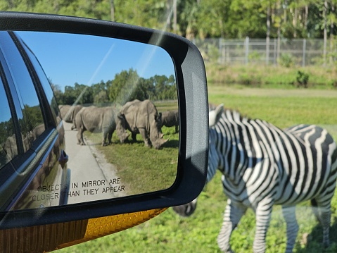 The image shows a car's side view mirror on the right, reflecting the image of two rhinoceroses walking on a path next to a green, fenced enclosure . On the bottom of the mirror, text reads 