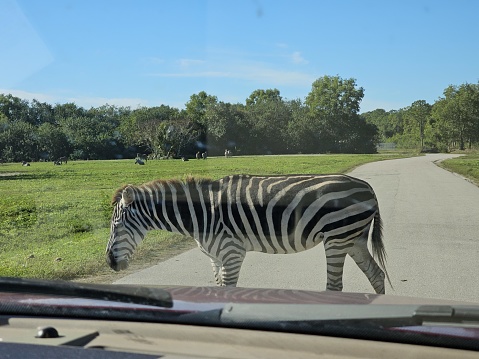 The picture features a zebra crossing a paved road in front of a vehicle from which the photo is taken, as evidenced by the dashboard visible at the bottom of the frame. The zebra is in profile, displaying its distinctive black and white striped pattern. In the background, there is a grassy landscape with trees and a few scattered animals that could be either more zebras or different wildlife species. The sky is blue with few clouds, suggesting a clear day. The perspective suggests a safari or animal reserve where animals roam freely and vehicles are allowed to drive through.