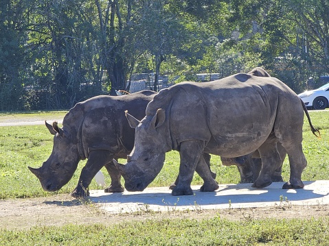 The picture shows two rhinoceroses standing close together on what appears to be concrete or a hard surface, likely within a zoo or animal sanctuary given the surrounding environment. They are both facing to the left of the photo with their heads slightly inclined downwards, suggesting they might be feeding or sniffing the ground. The rhinos have two pronounced horns on their snouts, thick, wrinkled skin, and large, sturdy bodies indicative of their species.  They are outdoors in a setting where trees and grass are visible in the background, indicating a natural or semi-natural enclosure designed to mimic their habitat. There is a fence and some vehicles in the far background, suggesting proximity to human activity or a parking area nearby. The sun is shining, casting shadows to the right of the animals, which implies it's a bright and sunny day.