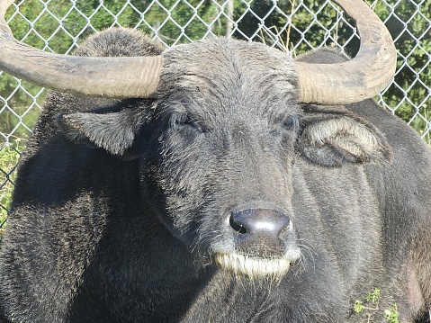 The picture shows the head and upper body of a water buffalo. The buffalo has a dark grey coat and a pair of large, curved horns extending out and upwards from the sides of its head. Its ears are short and rounded, and the animal is looking directly at the camera, giving us a clear view of its facial features, including its eyes, snout, and a visible set of white lower teeth. The buffalo seems to be standing against a background of a fence and greenery, likely indicating that it is in a contained area such as a zoo or farm. The image is in sharp focus and well-lit, highlighting the texture of the buffalo's fur and the roughness of its horns.