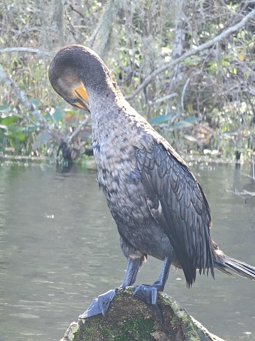 The image depicts a bird standing on a protruding tree stump surrounded by water. The bird appears to be preening itself, with its beak tucked into its plumage on its back. It has dark feathers, a distinctive hooked beak indicative of a carnivorous diet, and large webbed feet for swimming. The bird's eyes are not visible due to the angle of the head. The background consists of water with vegetative growth and trees, giving an impression of a natural, watery habitat, possibly a swamp or marsh.