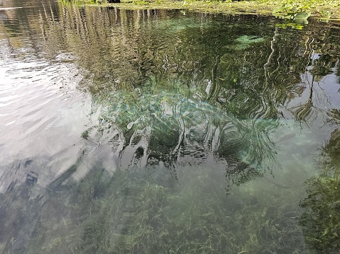 This is an image of a body of clear and calm water with aquatic plants visible beneath the surface. The water appears to be relatively shallow as sunlight is penetrating through, illuminating the greenery below. The texture of the water surface is smooth with gentle ripples distorting the reflections of the surrounding environment, possibly caused by a light breeze or small movements in the water. There are no distinct reflections discernible except for the varying shades of green and blue from the vegetation and water, suggesting a natural, serene setting. The presence of lily pads floating on the surface further suggests a freshwater ecosystem, possibly a pond or a calm lake area.