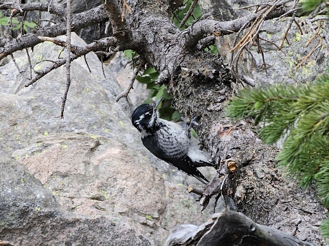 This is an image of an American three-toed woodpecker on a rocky terrain. The bird has black and white plumage with distinctive markings around its face and a chisel-like beak suitable for pecking wood. It's clinging onto what appears to be a fallen tree or deadwood with sparse foliage, displaying its adaptation for such environments. The background has rocks and some green foliage, suggesting a natural, possibly mountainous, habitat.
