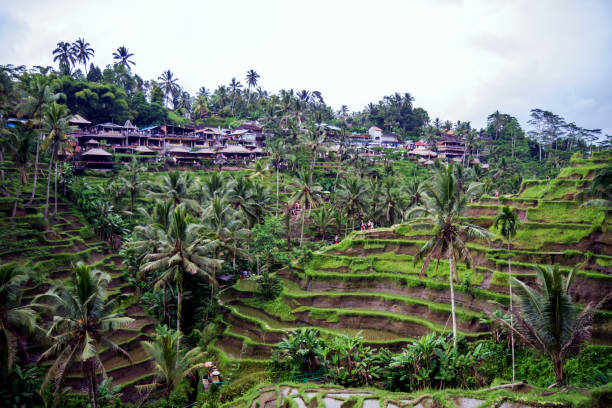 istock Tropical Balinese rice paddies scenery 2000099684