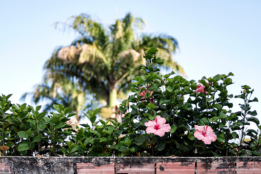 close up of Hibiscus flowers on a wall in Caracas, Venezuela