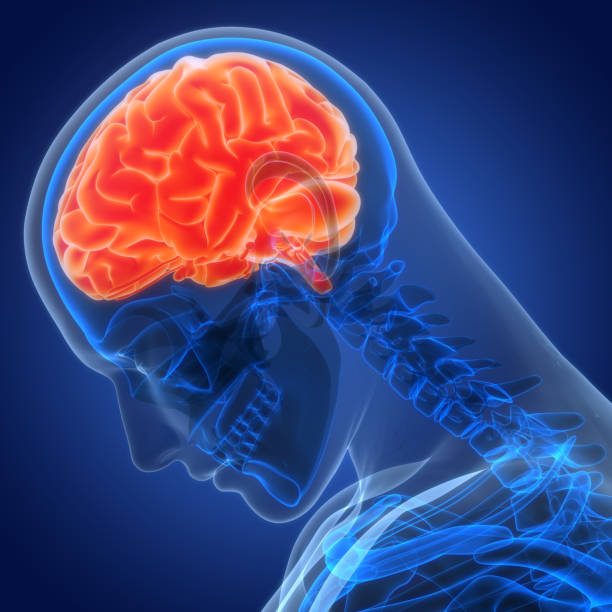 istock Central Organ of Human Nervous System Brain Anatomy 2000103508