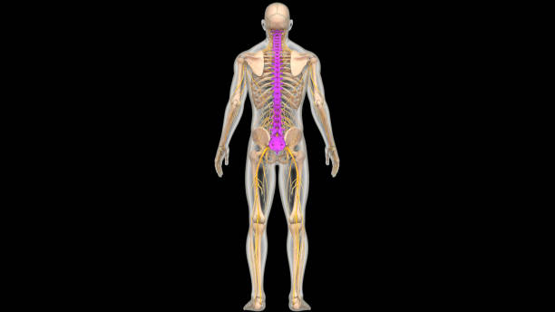 istock Spinal Cord Vertebral Column of Human Skeleton System Anatomy 2000103512