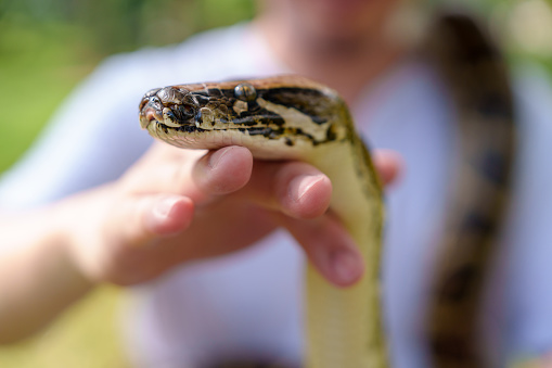 A close-up shot captures a python snake being held in hands, showcasing its intricate patterns and unique features. This image provides a detailed view of the snake, highlighting its beauty and allure.