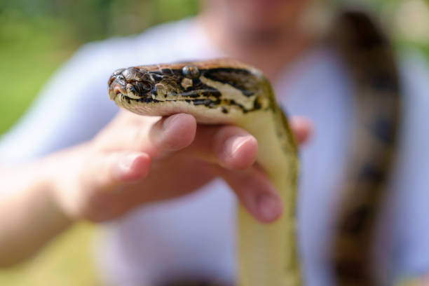 Rough-Scaled Python Snake - Free photo on Pixabay