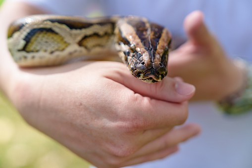 Detail head shot Boa Constrictor aka Boa Constrictor Imperator snake. Isolated on white background. Tongue out.