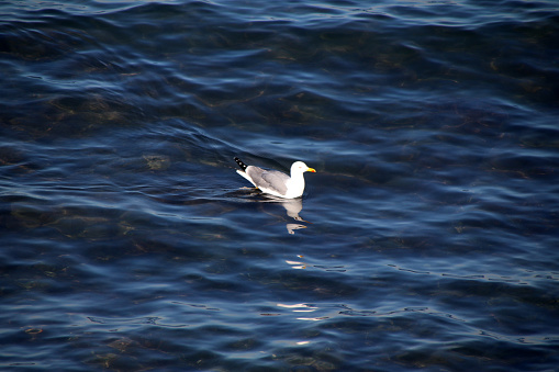 Trani, Province of Barletta-Andria-Trani, Italy - 04 february 2024: A seagull swims in the waters in front of the port.